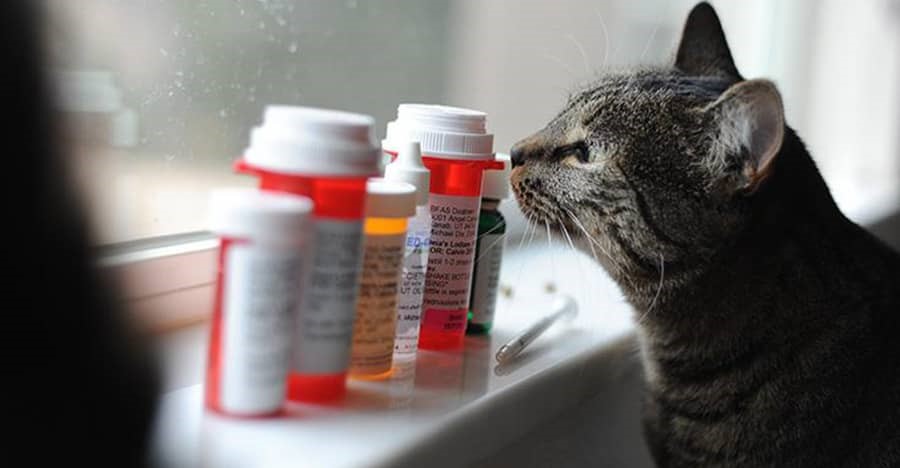 بهترین داروهای برای سگ و گربه